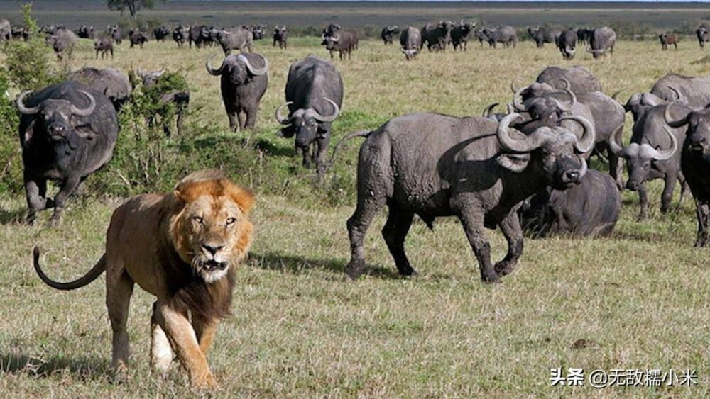 非洲狮和野牛都很凶猛，如果把它们关在一起，谁会获胜？
