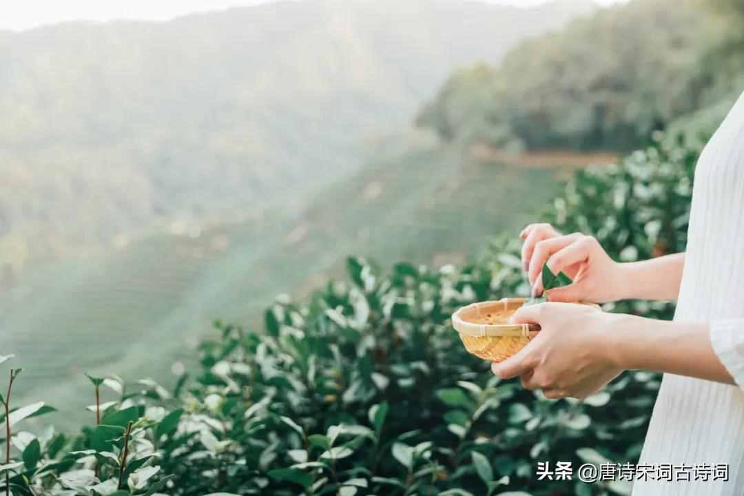 夏日饮茶！