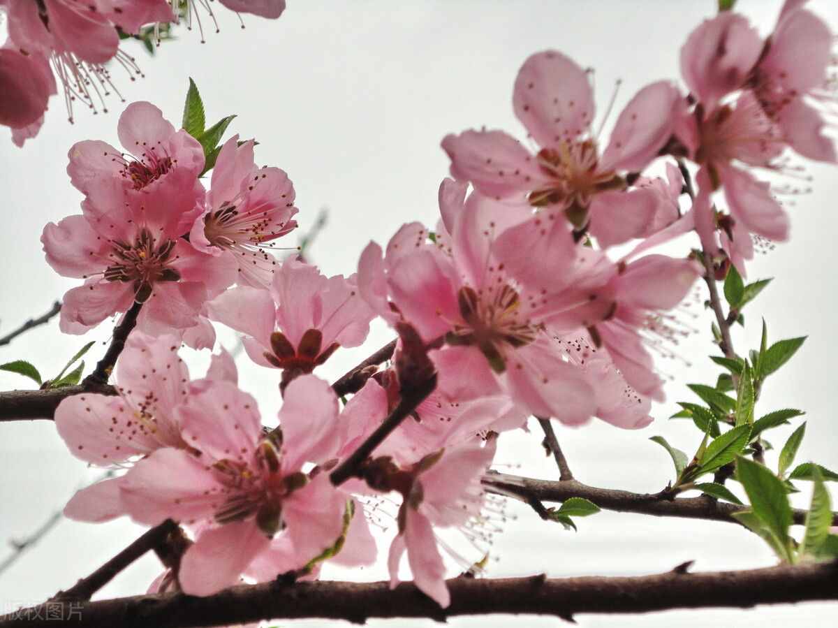 散文「美丽的桃花」