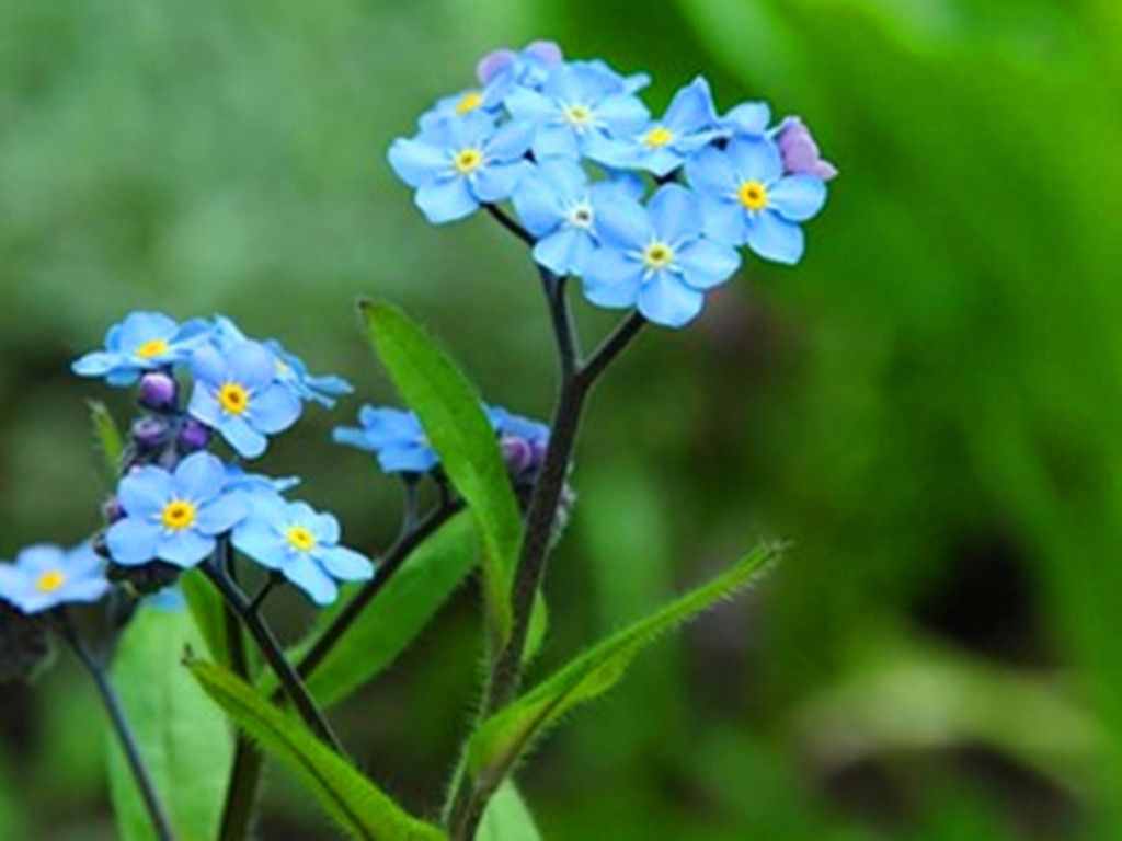 这些带着春之气息的野花，如今也能盆栽观赏，美丽清新