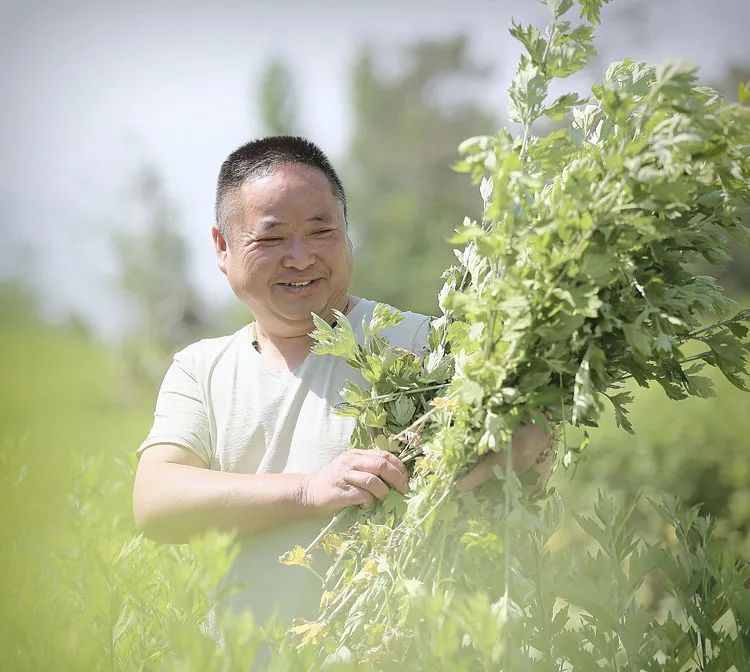 三农 | “农户+农场+合作社”，一个有“艾”的企业