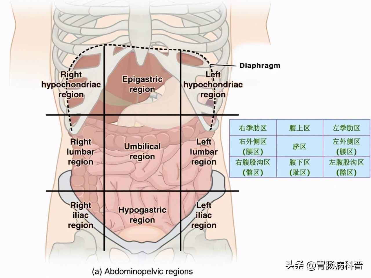 腹部及消化道解剖高清图谱