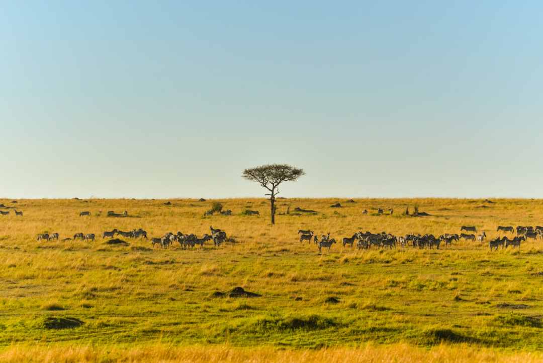 非洲太远，这里很近！周末快带孩子来看非洲野生动物大迁徙吧！