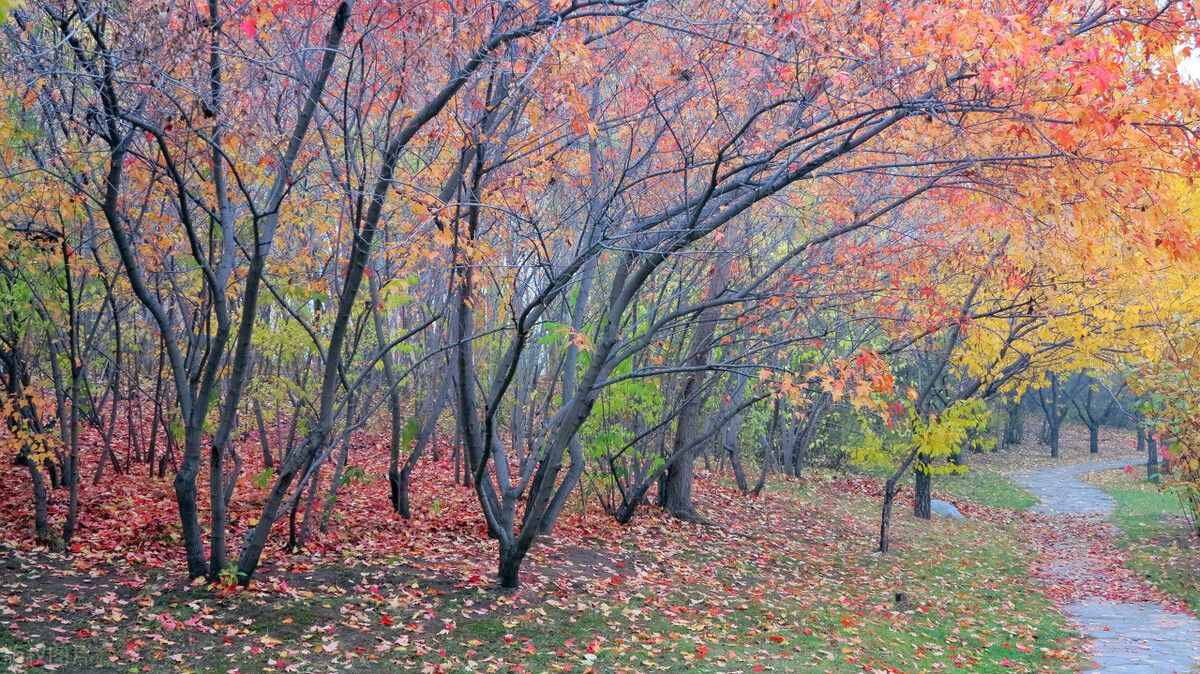 树树皆秋色，山山唯落晖——绝美秋色背后的仕隐情怀