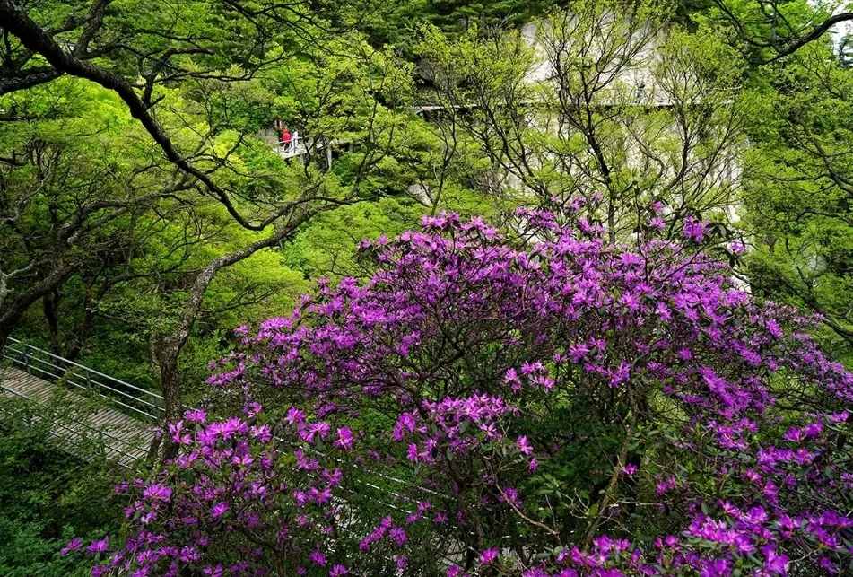 尧山杜鹃已进入盛花期，快来打卡