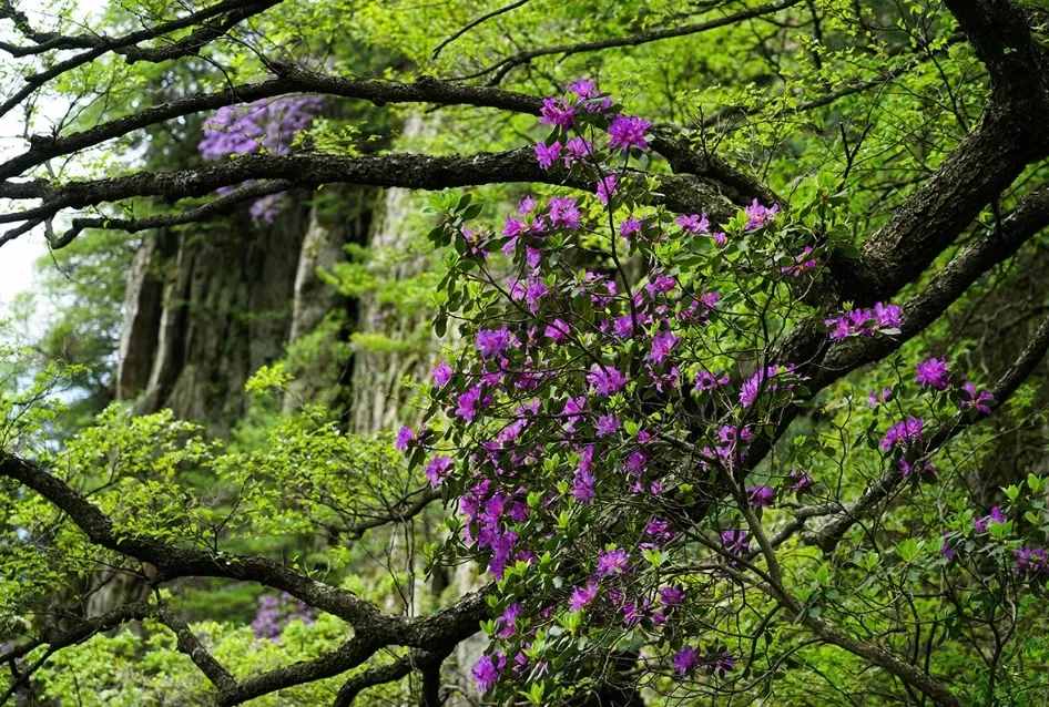 尧山杜鹃已进入盛花期，快来打卡