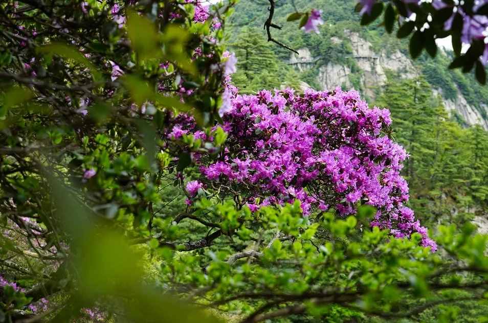 尧山杜鹃已进入盛花期，快来打卡