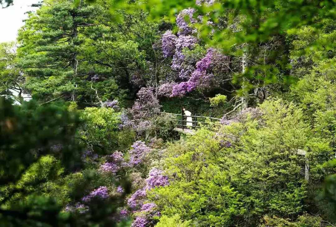 尧山杜鹃已进入盛花期，快来打卡