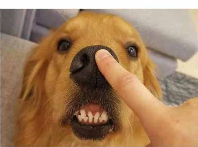 狗狗鼻子的8个秘密，一定要知道