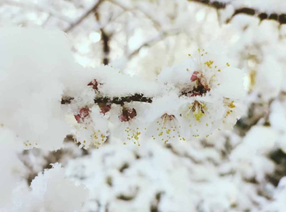 春雪初消好问程，十首春雪的诗词，看银装素裹如画风景