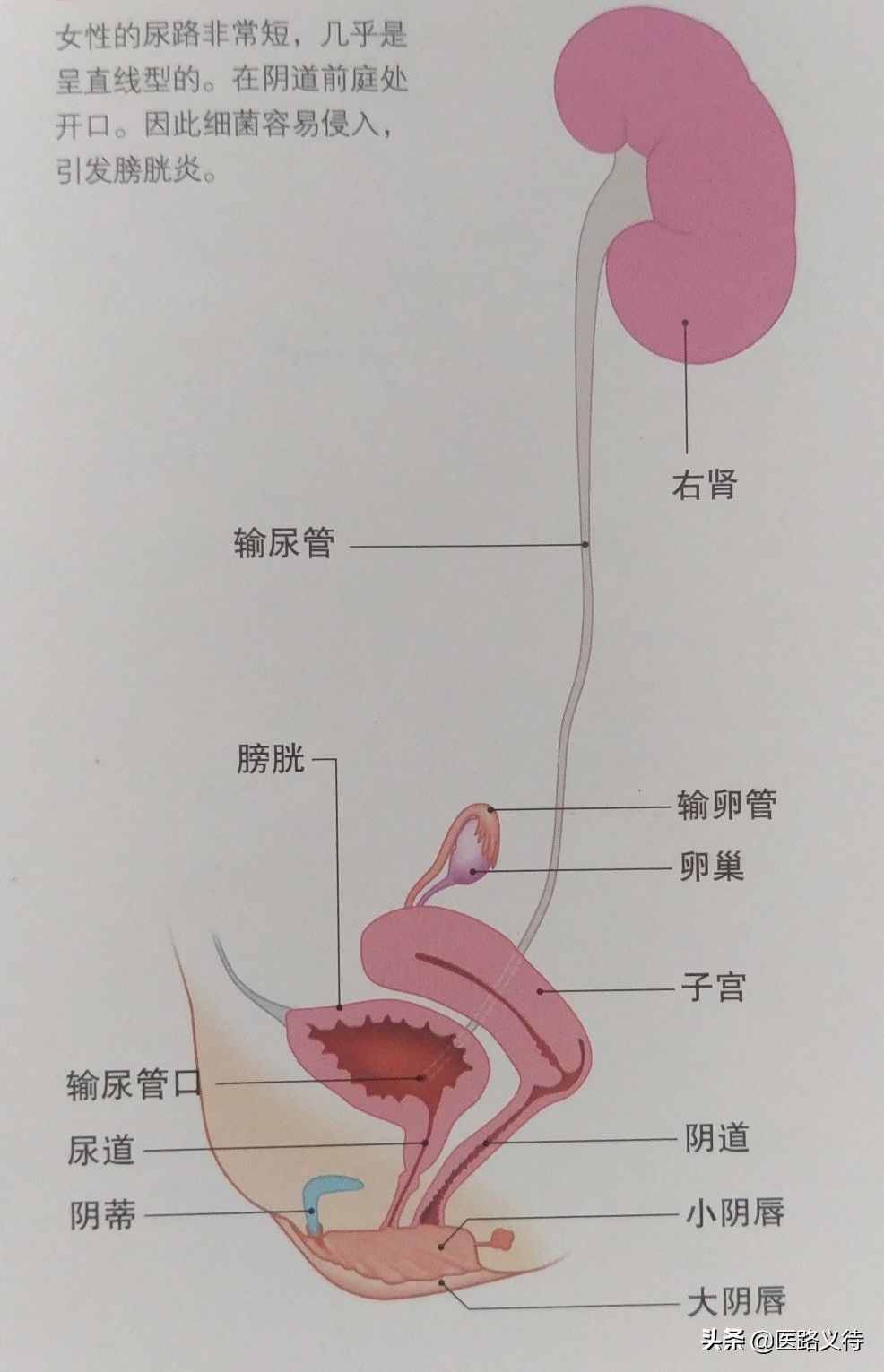 泌尿、生殖器官的区别