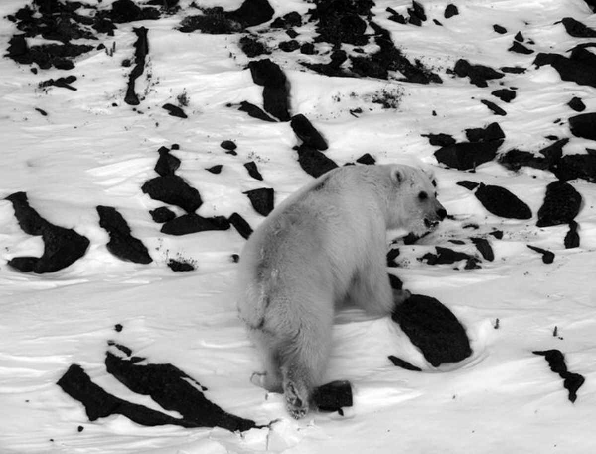 全球变暖后，北极熊和灰熊相遇，除了争斗还有风花雪月的爱情故事