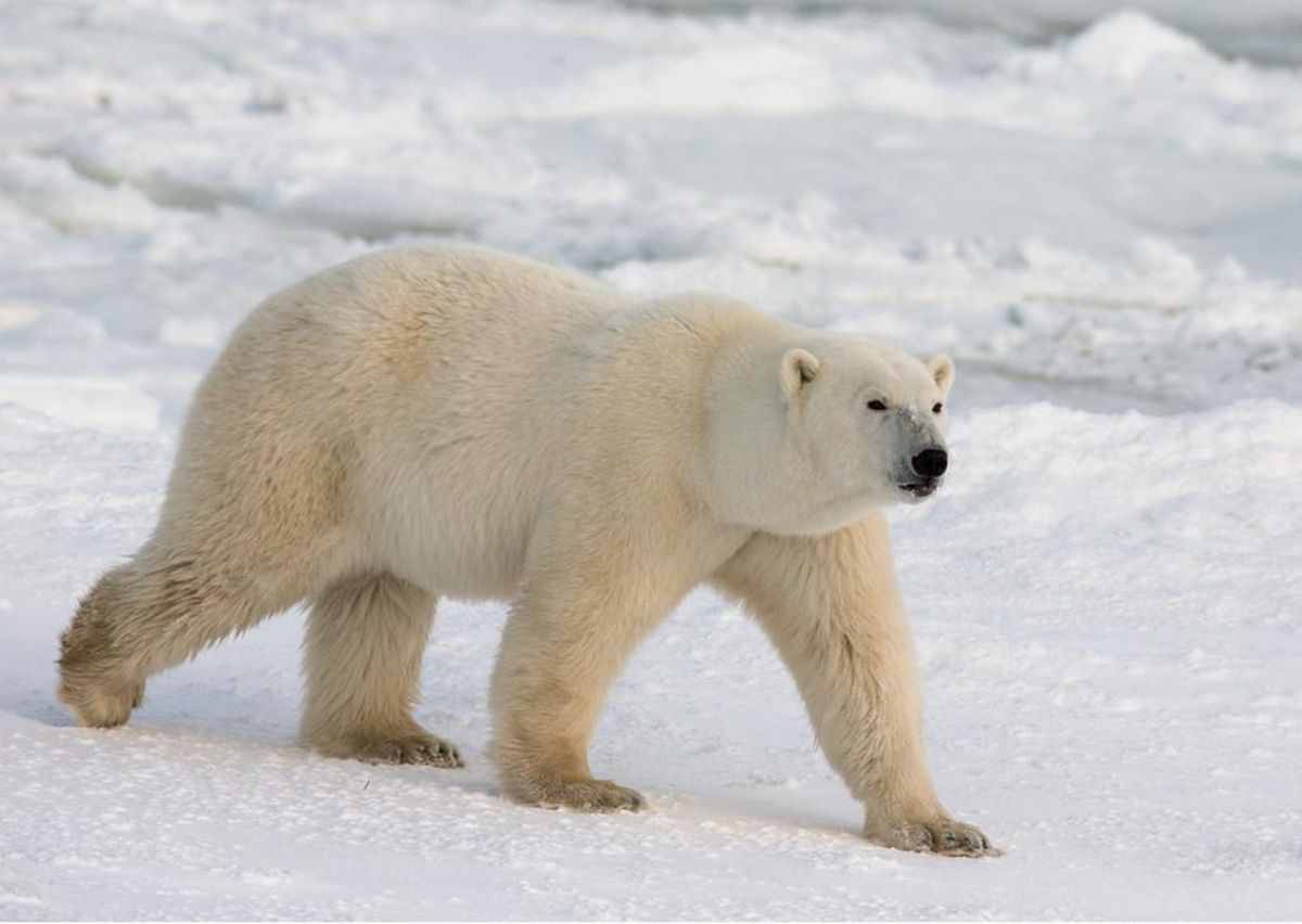 全球变暖后，北极熊和灰熊相遇，除了争斗还有风花雪月的爱情故事
