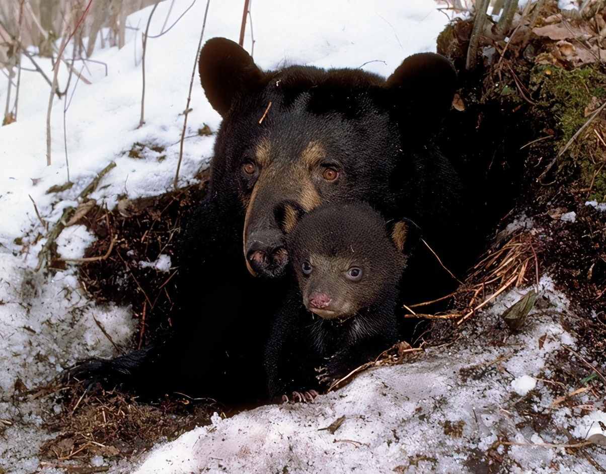 为什么食肉动物不吃冬眠的熊？冬眠的母熊真的会生宝宝吗？