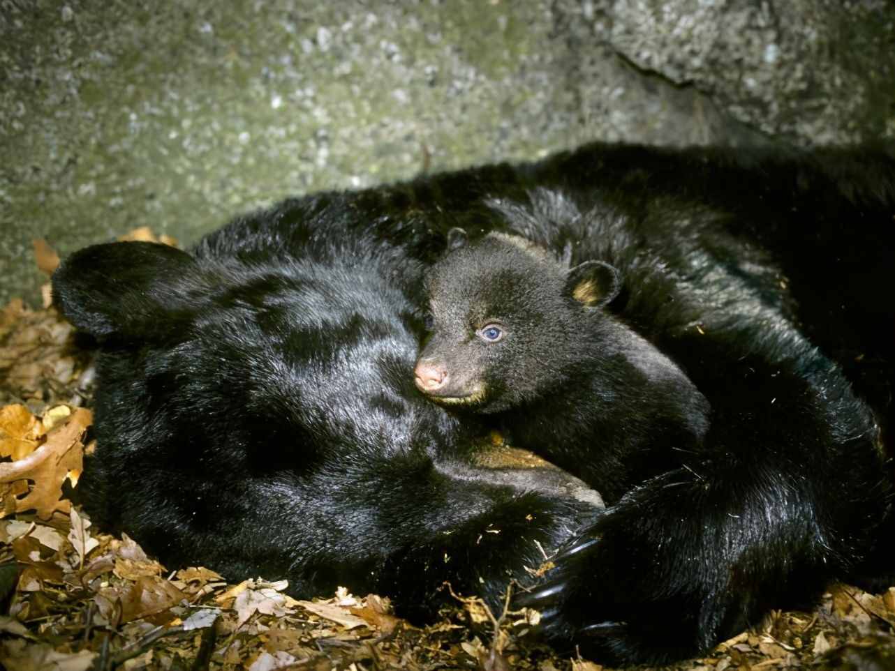 为什么食肉动物不吃冬眠的熊？冬眠的母熊真的会生宝宝吗？