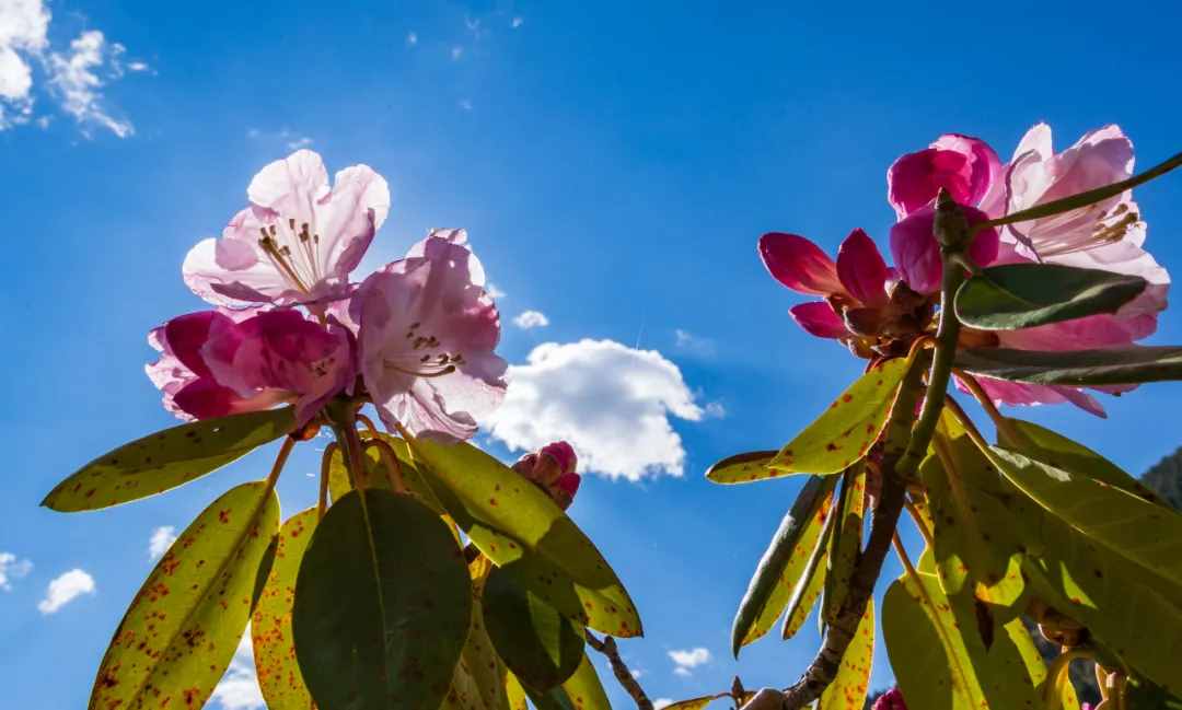 炉霍，你如此惊艳，花开成海，美翻夏季