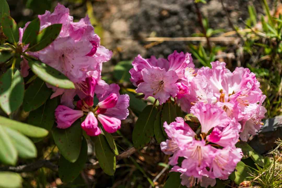 炉霍，你如此惊艳，花开成海，美翻夏季