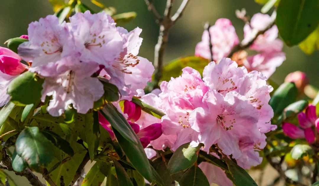 炉霍，你如此惊艳，花开成海，美翻夏季