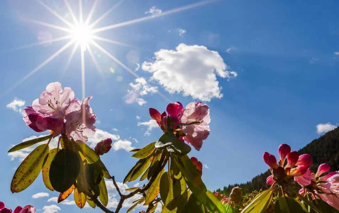 炉霍，你如此惊艳，花开成海，美翻夏季