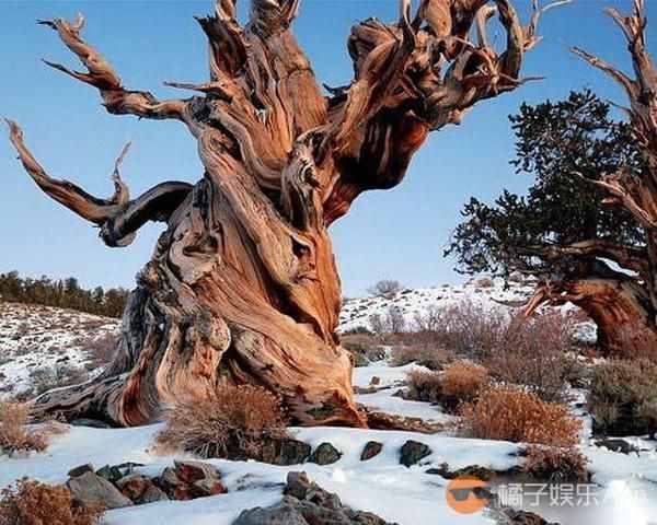 瑞典发现9500岁云杉古树，盘点世上还有哪些成精的树