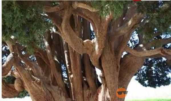 瑞典发现9500岁云杉古树，盘点世上还有哪些成精的树