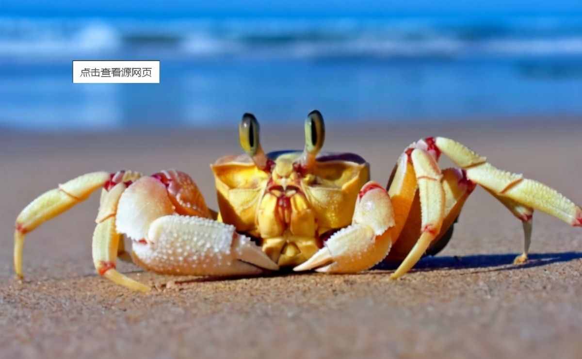 网友都感叹吃个螃蟹太难了，吃螃蟹有怎样的技巧？