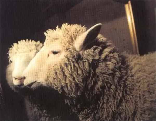 24年前就出现了克隆羊，为何至今没出现克隆人？你看多莉的下场