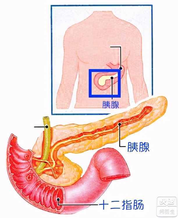 腹痛？送您一张“腹部地图”