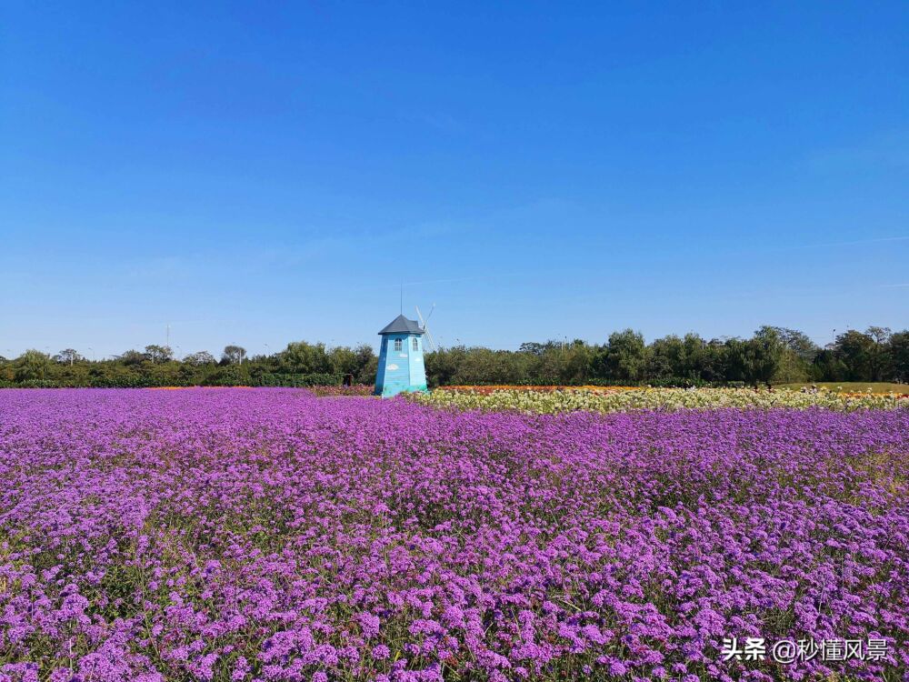 北京，也有一个“莫奈花园”，能搭帐篷遛娃拍照还有萌宠和花田