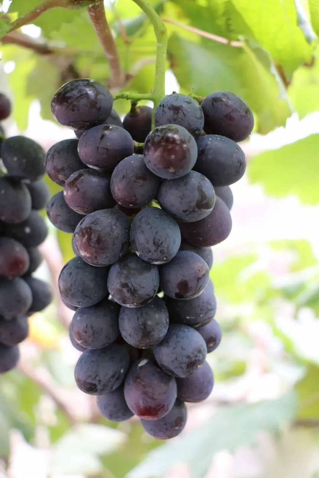 马陆葡萄已上市！这么多品种，你吃过几种？
