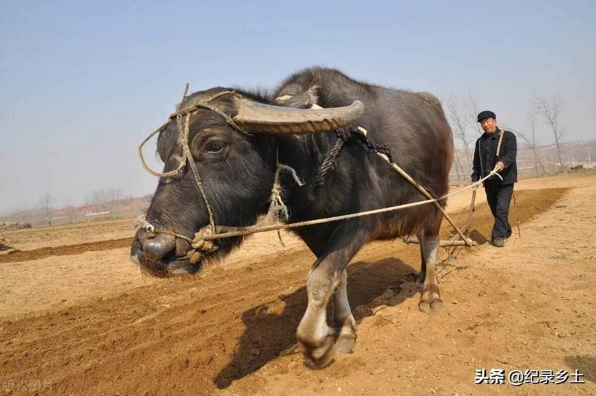 2021年辛丑牛，为什么农村老话说:牛年本命不穿不戴不沾红？