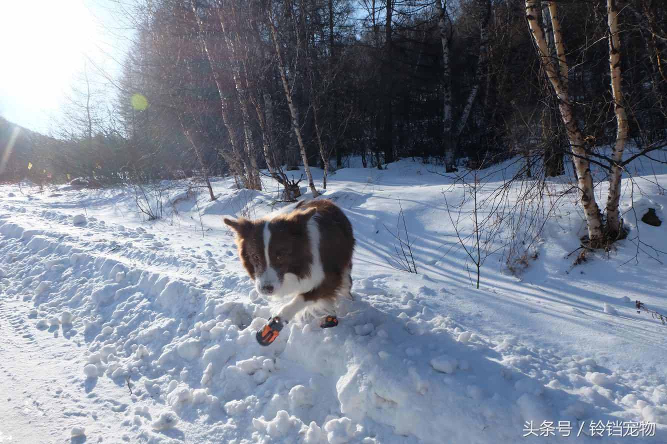 第一次看见雪的狗子激动疯了