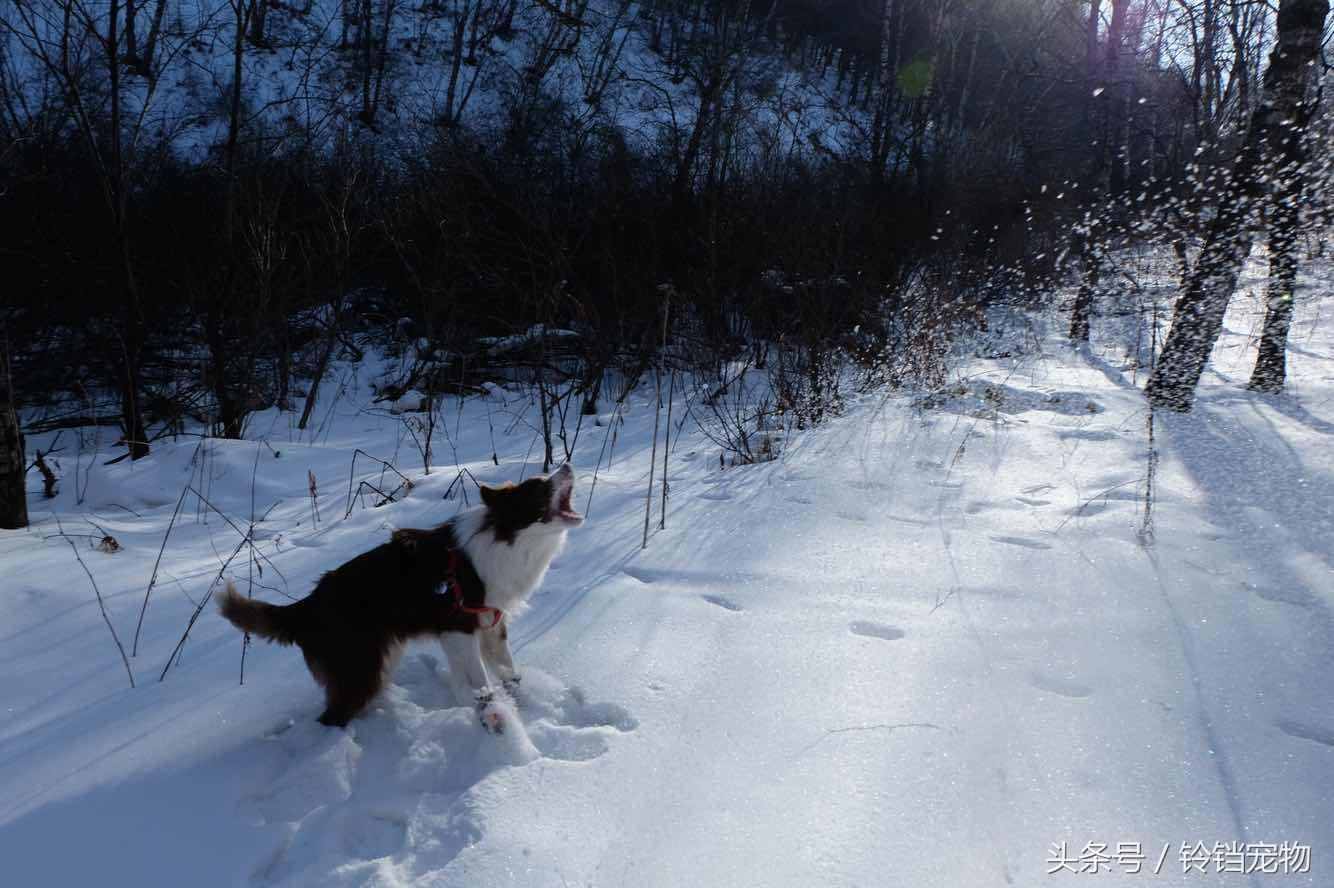 第一次看见雪的狗子激动疯了