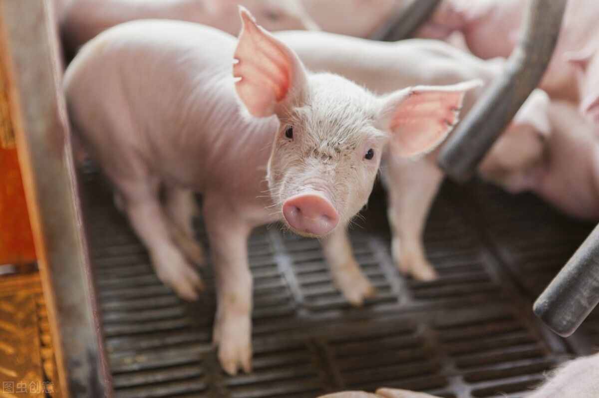 养猪场有哪些群发性猪病，如何防治？