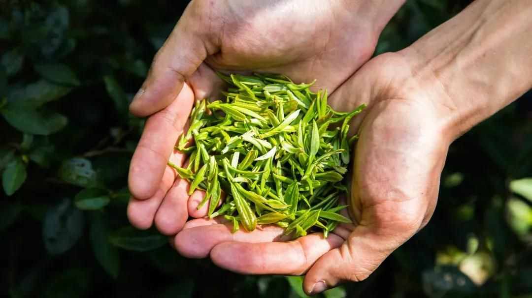 喝茶为什么会影响睡眠？红茶和绿茶哪个好？