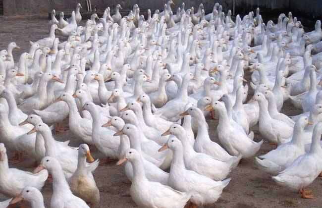 “好忙鸭！”十万只鸭子和巴基斯坦蝗虫的一天