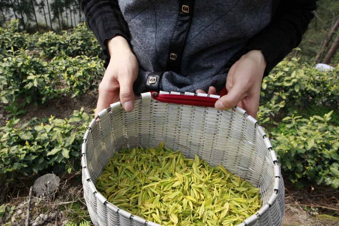 安徽大别山霍山黄芽，工艺“无限”绿茶化，真的会被市场淘汰吗？
