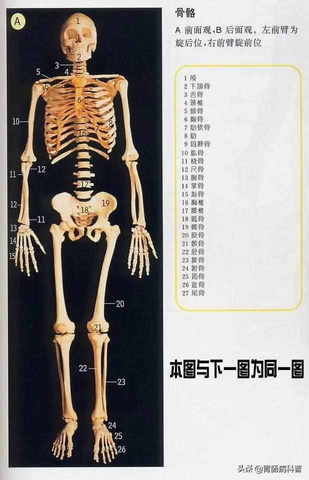 最全的人体解剖全图——建议收藏