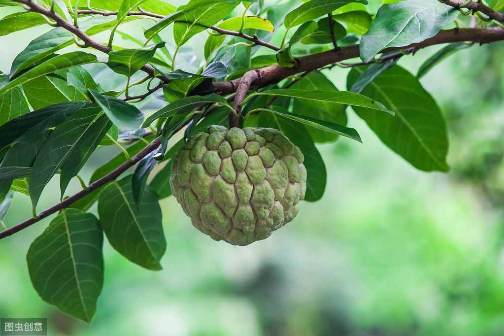 番荔枝好吃、好种！修剪到位，一年能长多批果！卖出高价