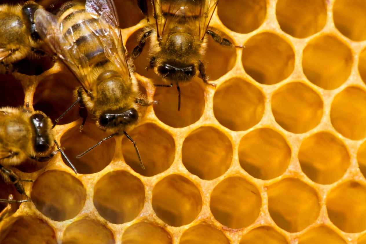 你真正了解蜜蜂吗？令你目瞪口呆的十个有关蜜蜂的冷知识