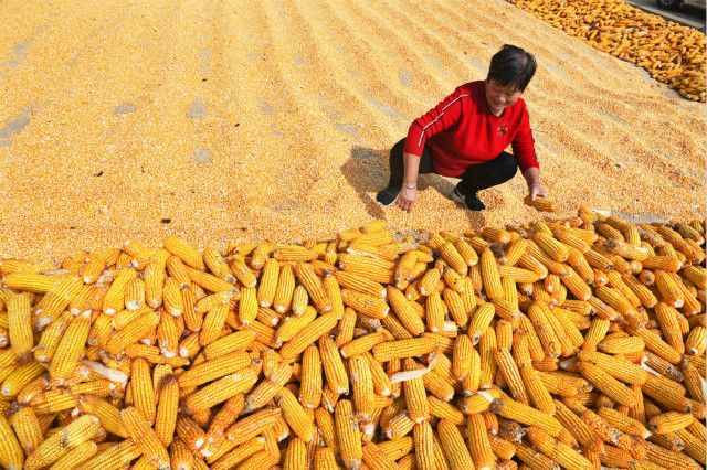玉米进口同比大增，中国推行饲料中玉米豆粕减量替代