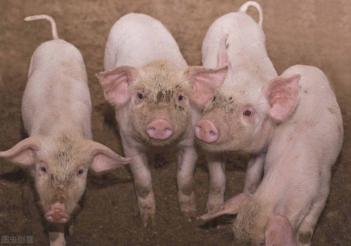 养猪场有哪些群发性猪病，如何防治？