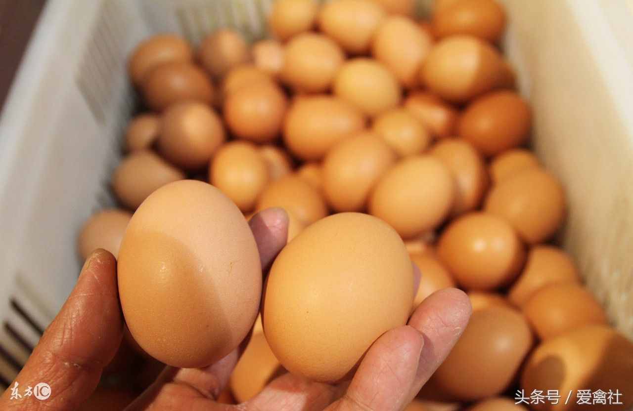 盘点目前市场上的五种品牌鸡蛋，最贵的是虫子鸡蛋