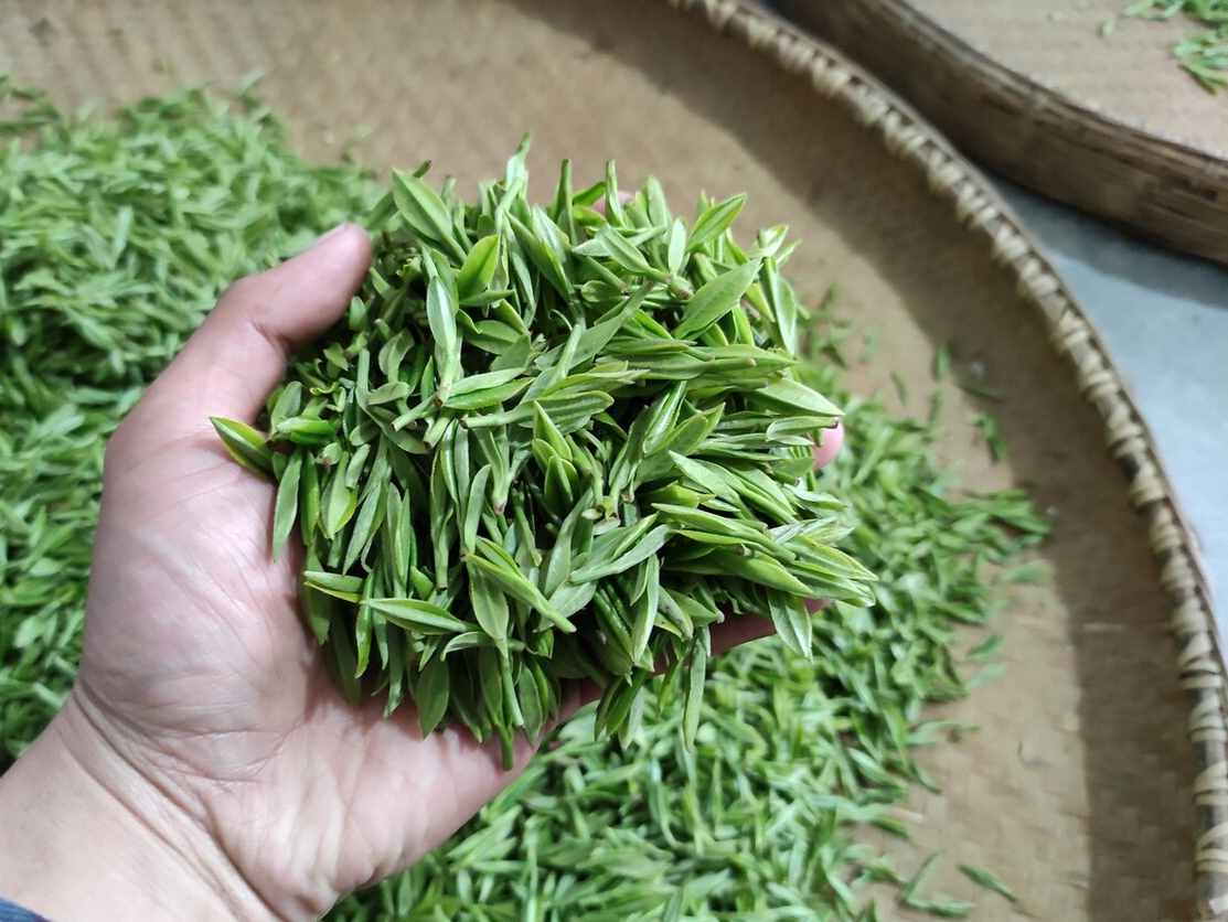 安徽大别山霍山黄芽，工艺“无限”绿茶化，真的会被市场淘汰吗？