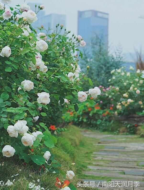一狗 一院子 种出一院子的浪漫 月季花园梦想与向往的地方