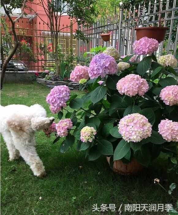 一狗 一院子 种出一院子的浪漫 月季花园梦想与向往的地方
