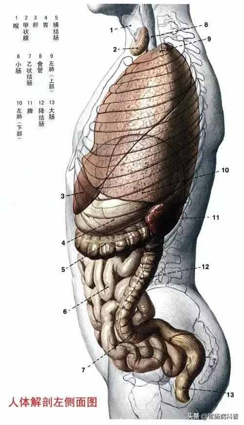 最全的人体解剖全图——建议收藏