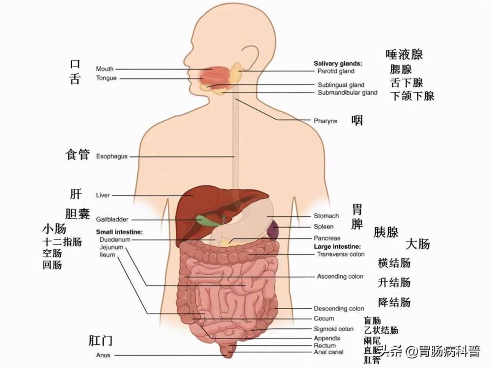 腹部及消化道解剖高清图谱