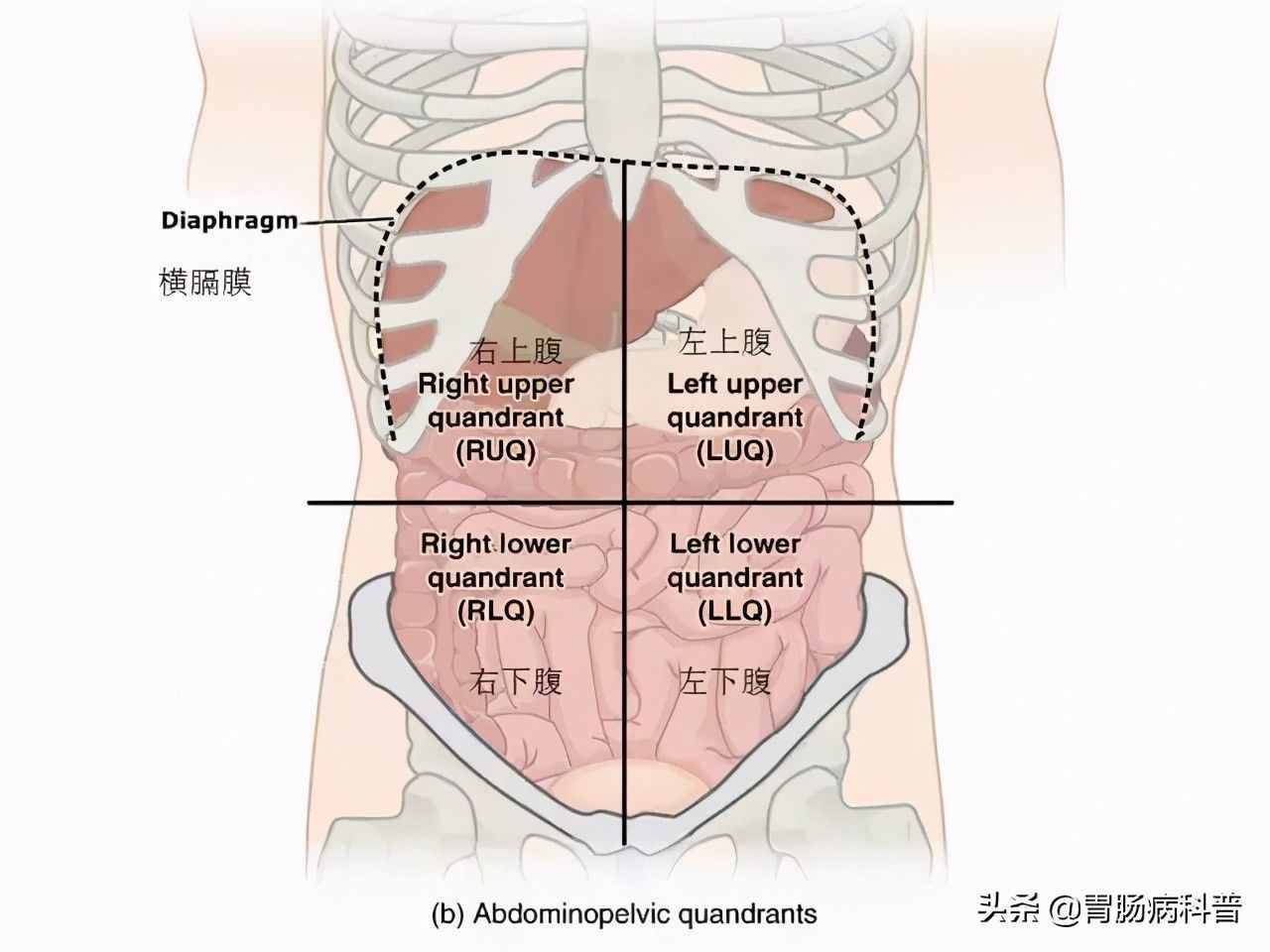 腹部及消化道解剖高清图谱