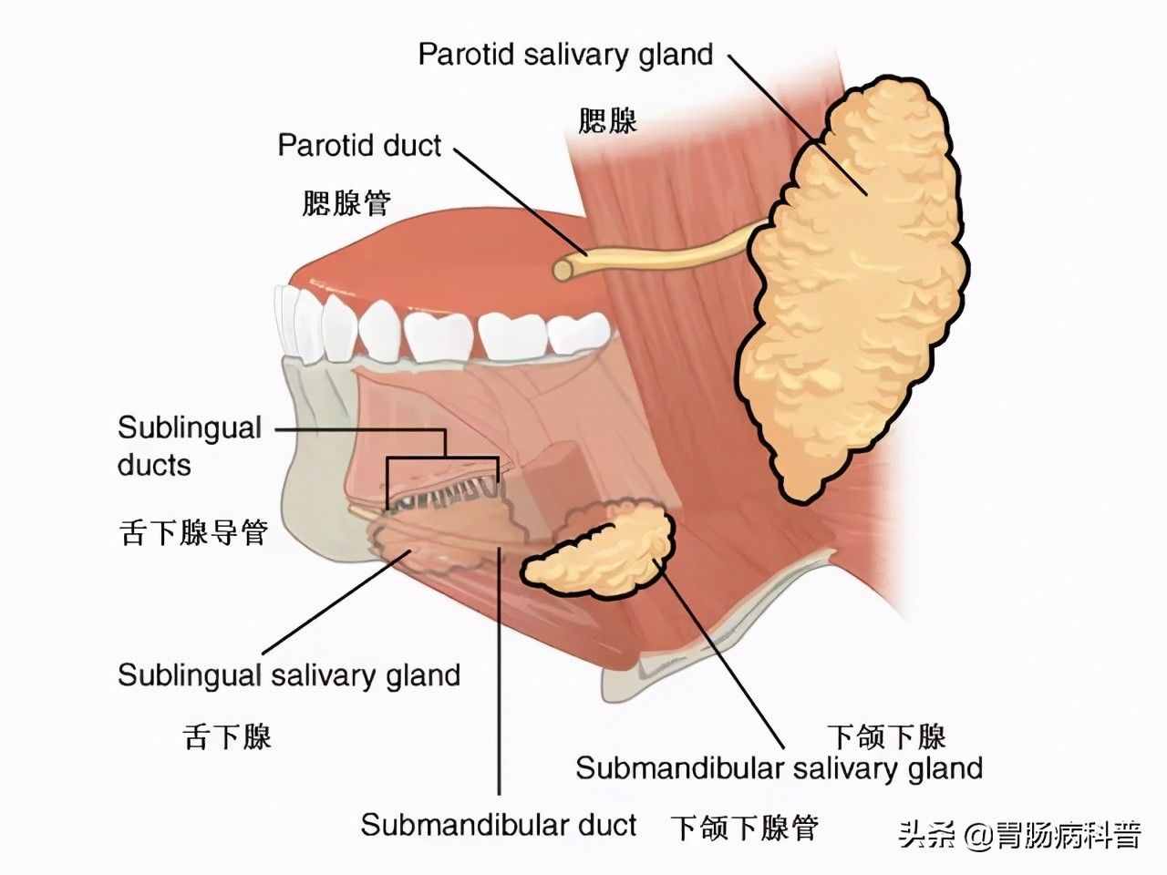 腹部及消化道解剖高清图谱